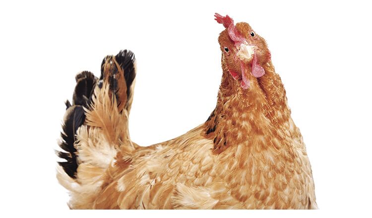 Portrait of a funny chicken, side view, isolated on white background